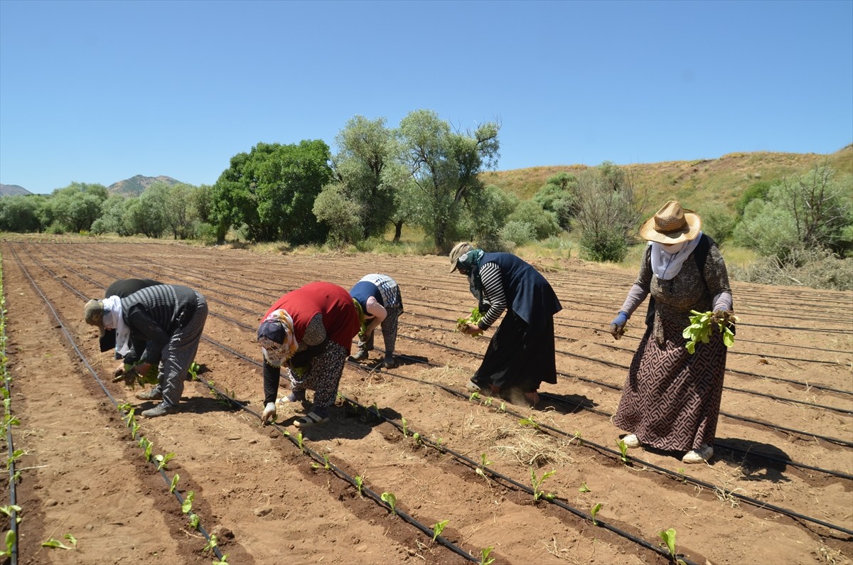 Muş'ta üreticiler, 9 köyde tütün fidelerini toprakla buluşturmaya başladı.