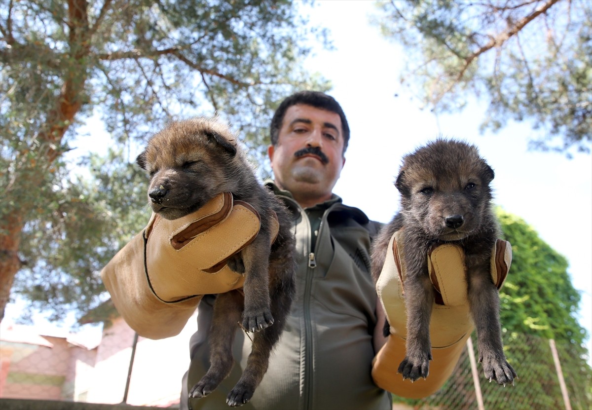 Muş'ta yaylada bitkin halde bulunan 4 kurt yavrusu koruma altına alındı. Yürütülen çalışma sonucu...