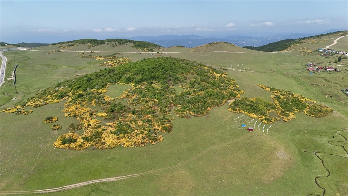 Ordu'nun Aybastı ilçesinde menderesleriyle ünlü Perşembe Yaylası, Kurban Bayramı tatilinde doğayla...