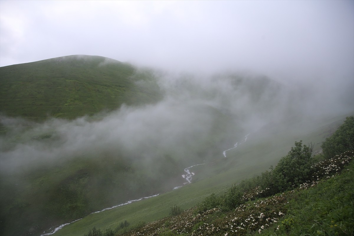 Rize'nin İkizdere ilçesinde kaymakamlık ve belediye işbirliğiyle "20. İkizdere Dağ Horozu Şenliği"...