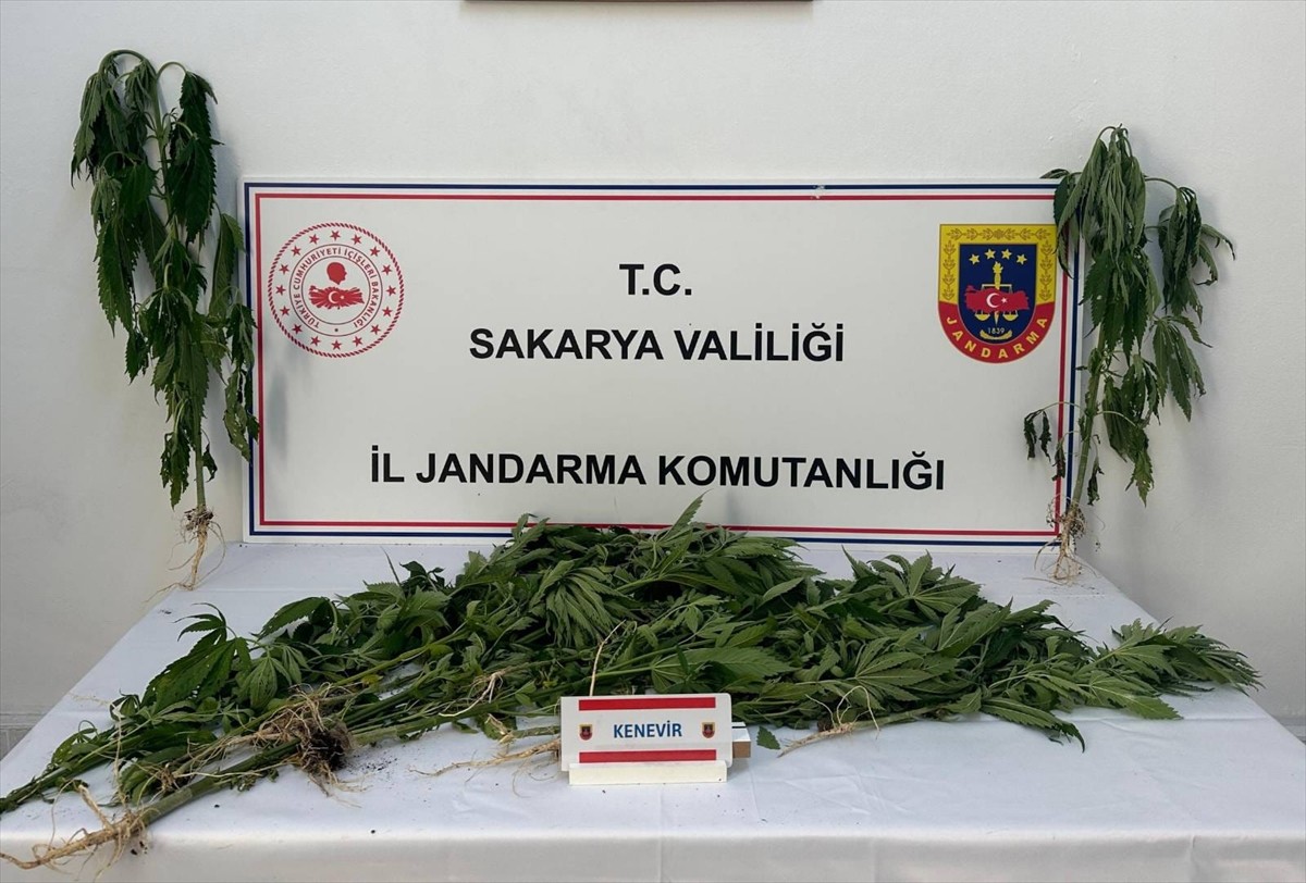 Sakarya'nın Arifiye ve Ferizli ilçelerinde düzenlenen uyuşturucu operasyonlarında gözaltına alınan...