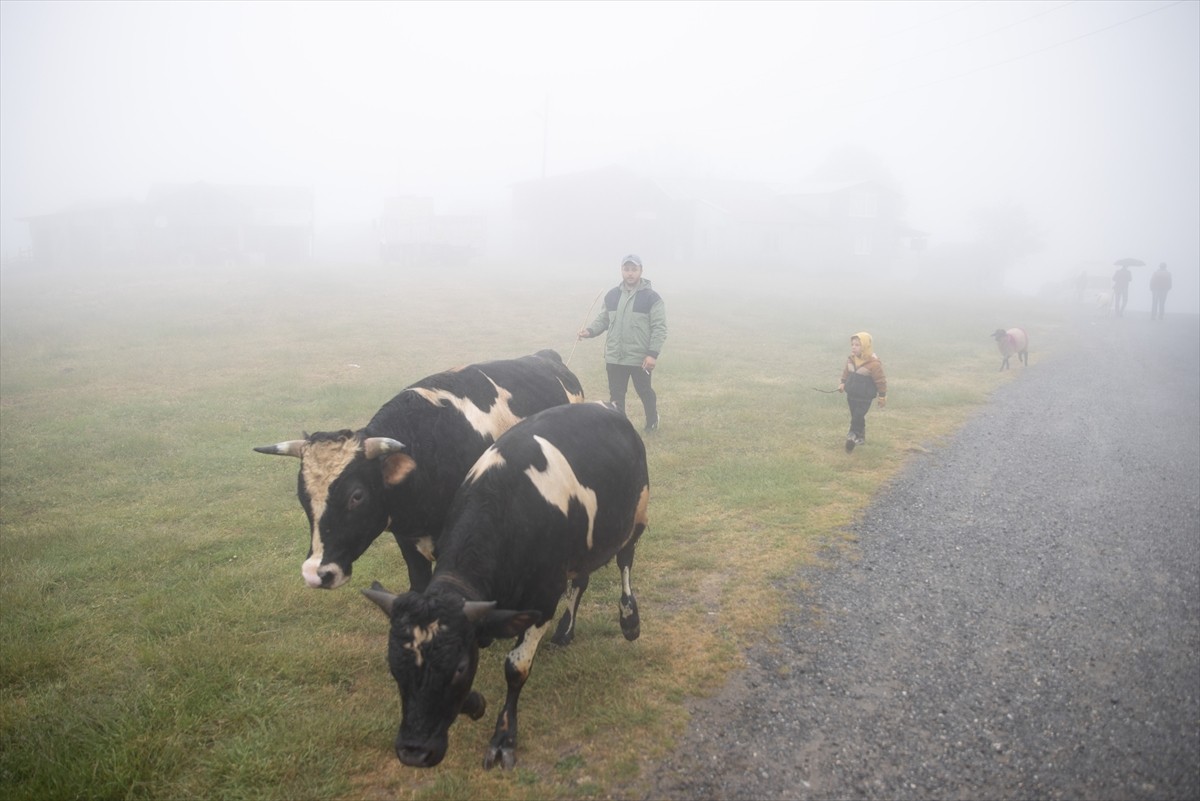 Sakarya'nın Hendek ilçesinde besiciler, havaların ısınmasıyla hayvanlarının otlak ihtiyacını...