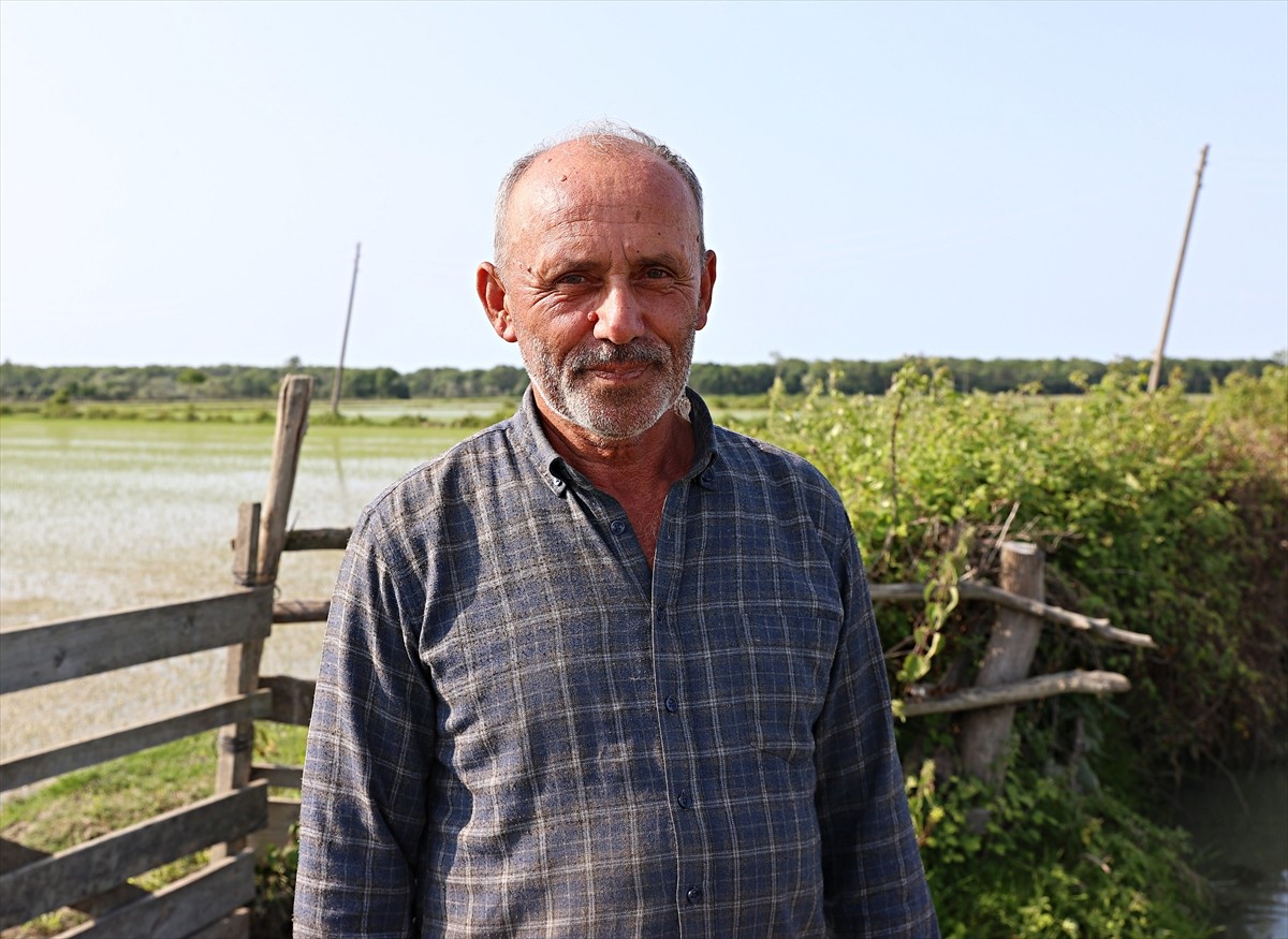 Samsun'un Alaçam ilçesinde 23 bin 800 dekar alanda çeltik ekimi gerçekleştiriliyor. Alaçam...