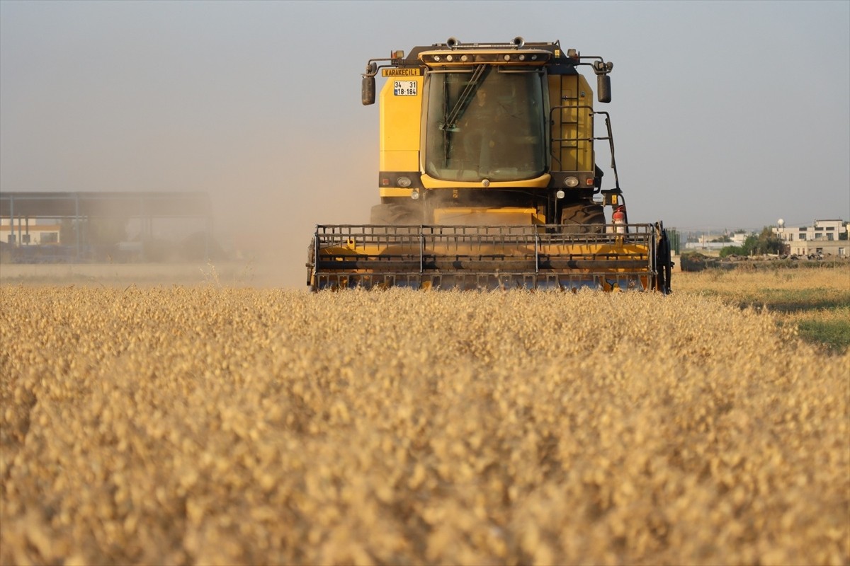 Şanlıurfa Büyükşehir Belediyesince ekilerek hasat edilen nohut, ihtiyaç sahiplerine...