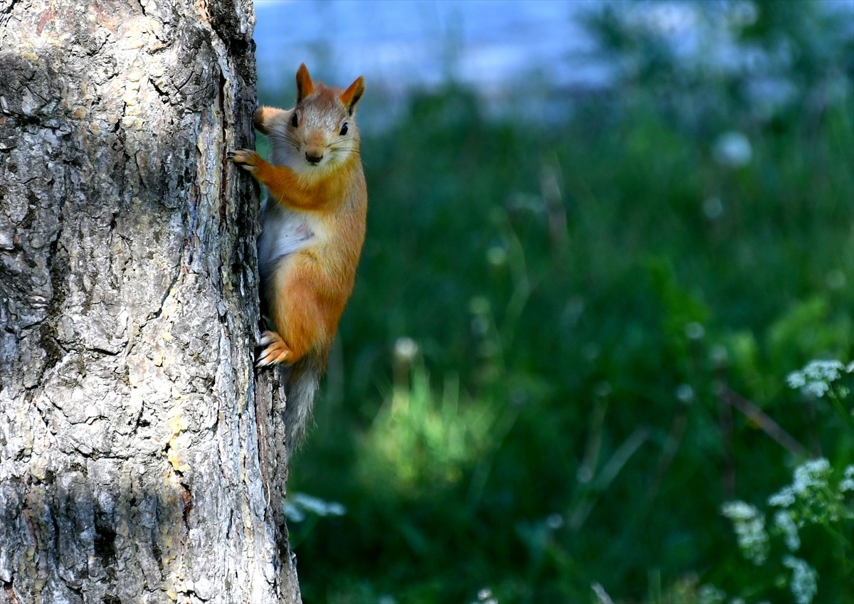 Sarıçam ormanlarıyla birçok yaban hayvanına barınma ve üreme imkanı sunan Kars'ın Sarıkamış...