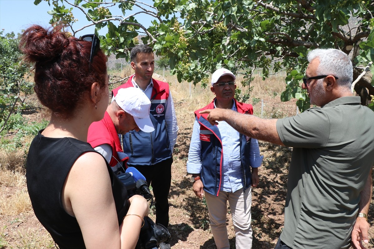 Siirt'in Pervari ilçesindeki çiftçiler, 4 yıl önce diktikleri Trabzon hurması fidanlarının ilk...
