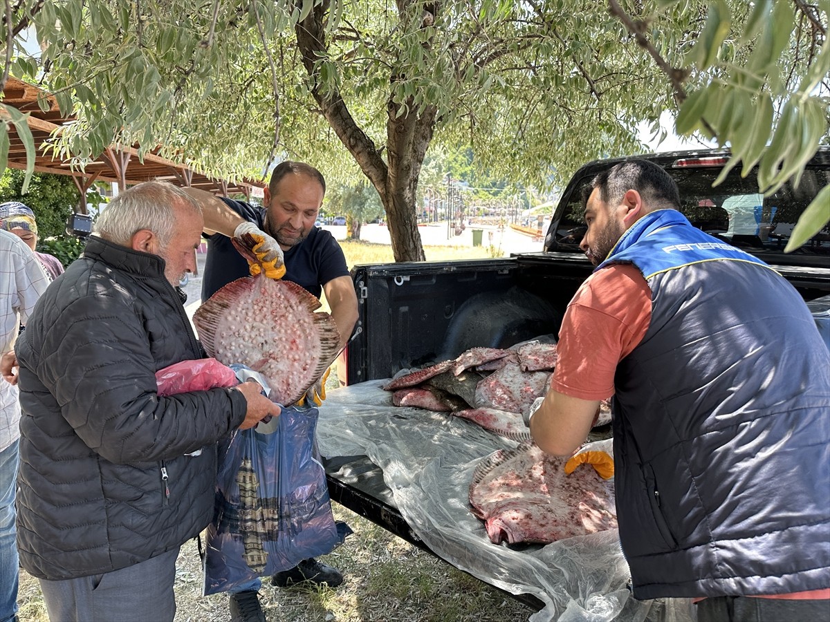 Sinop'ta kaçak avlandığı tespit edilen 1611 kalkan balığına el konuldu. El konulan balıklar...