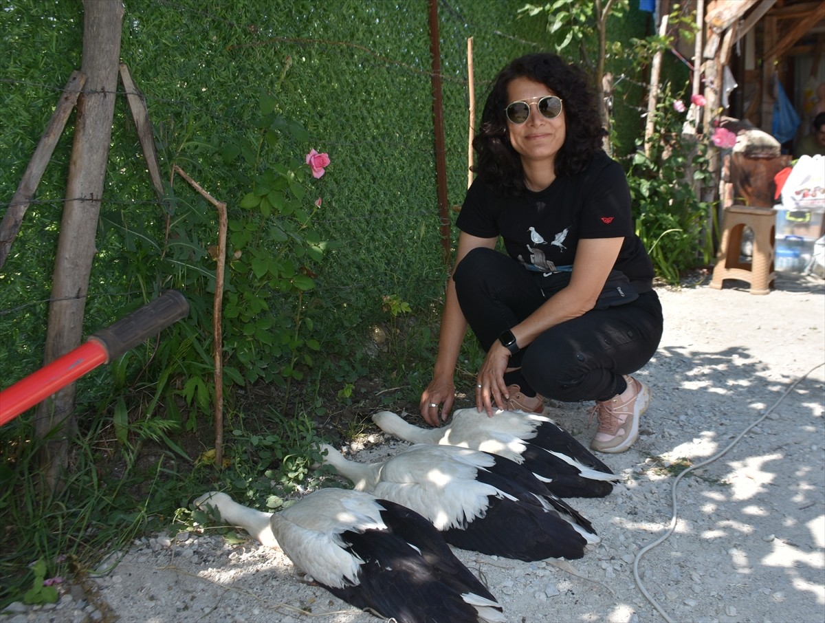 Sinop’un Saraydüzü ilçesindeki Cuma Ovası'nda bu yıl yumurtadan çıkan 82 leylek yavrusu sağlık...