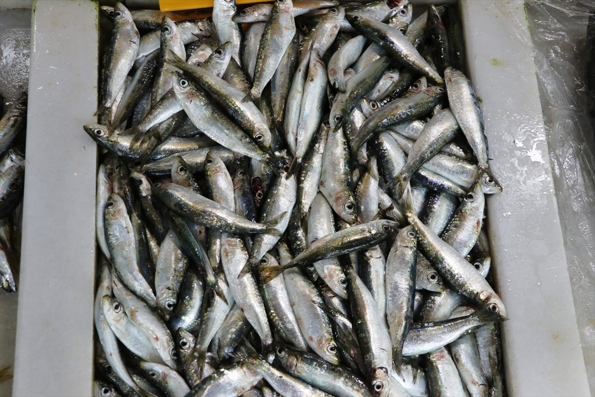 Tekirdağ'da küçük tekne balıkçılarının avladığı sardalya tezgahları süslüyor. Marmara Denizi'ne...