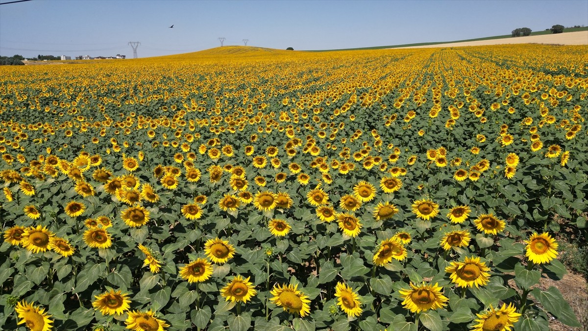 Tekirdağ'da, şehrin farklı noktalarında baş veren ayçiçekleri, özellikle Tekirdağ-İstanbul kara...