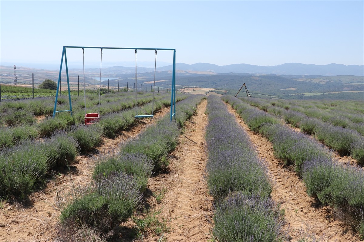 Tekirdağ'da üretim alanının artması ve görüntüsüyle yerli ve yabancı turistlerin ilgi odağı haline...