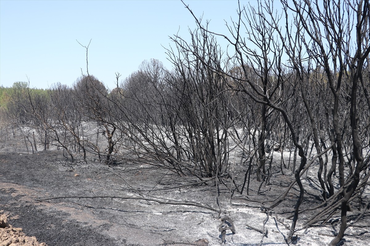 Tekirdağ'ın Şarköy ilçesinde ormanlık alanda çıkan yangın, havadan ve karadan müdahaleyle kontrol...