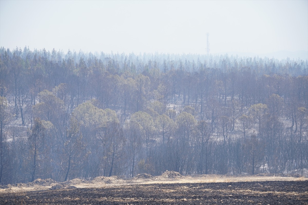 Tekirdağ'ın Şarköy ilçesinde ormanlık alanda çıkan yangın söndürülmeye çalışılıyor. Bölgeye...