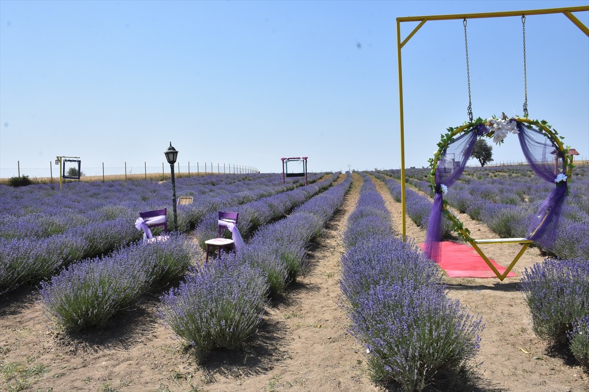 Tekirdağ’ın Çerkezköy ilçesinde mor renge bürünen lavanta bahçeleri, doğayla iç içe vakit geçirmek...