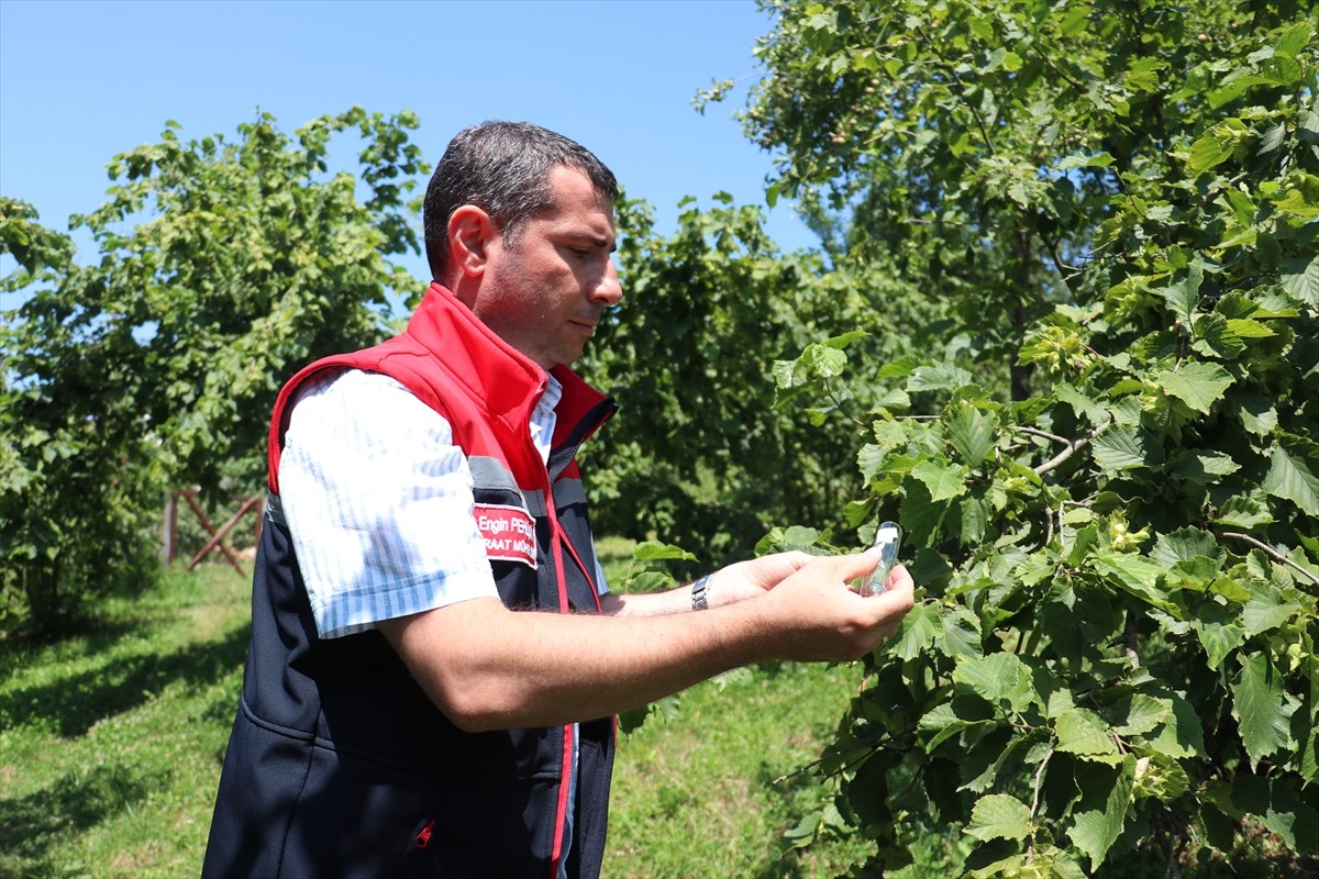 Trabzon'da, kahverengi kokarca zararlısıyla biyolojik mücadele amacıyla son bir haftada 56 bin...