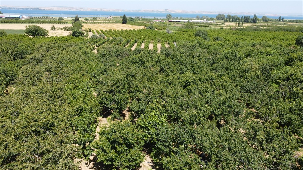 Türkiye'nin önemli meyve üretim merkezlerinden Çanakkale'nin Lapseki ilçesinde üreticiler...