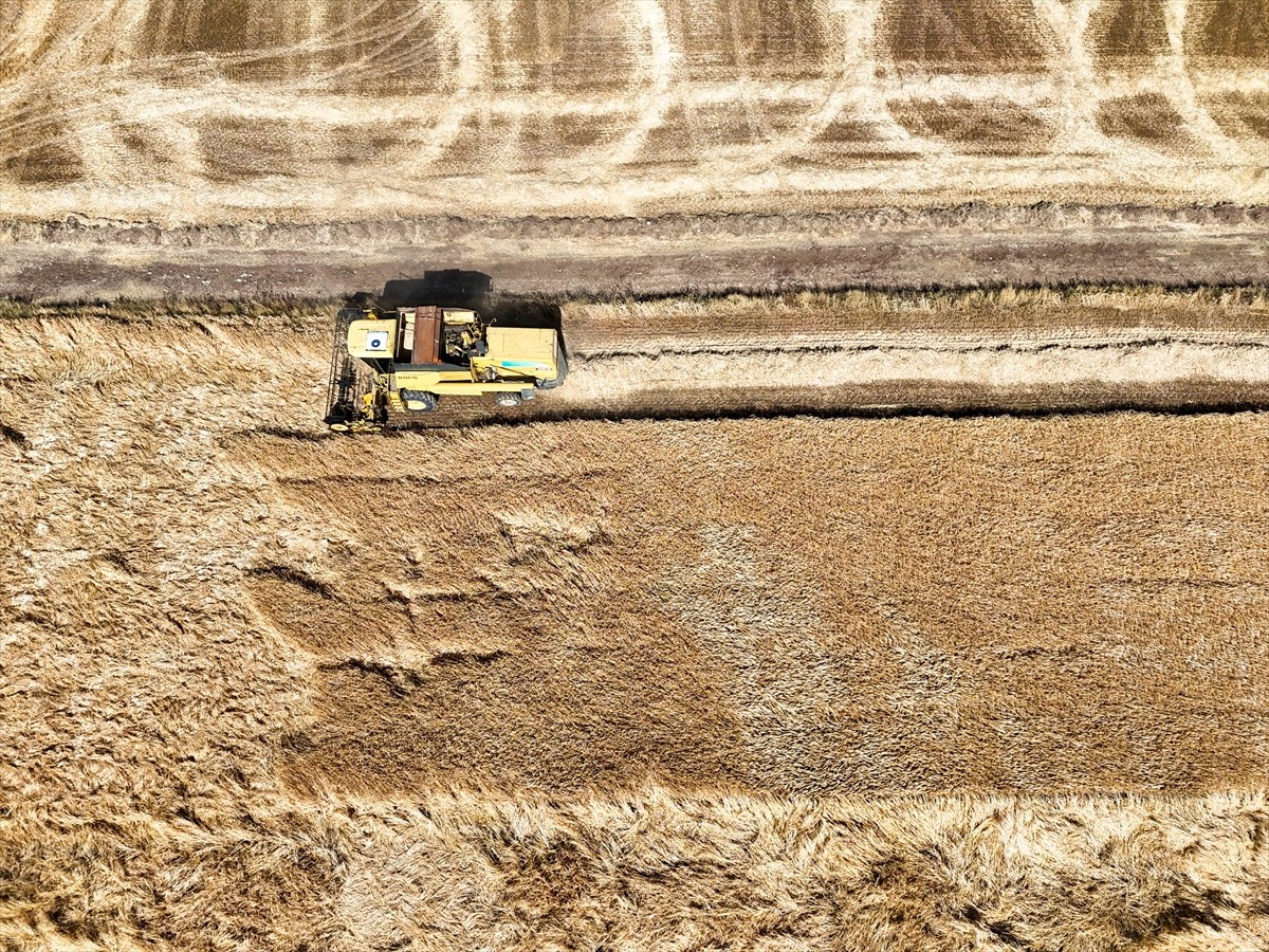 Uşak'ta, Tarım ve Orman Bakanlığı tarafından geliştirilen kuraklığa dayanıklı arpa ve buğday...