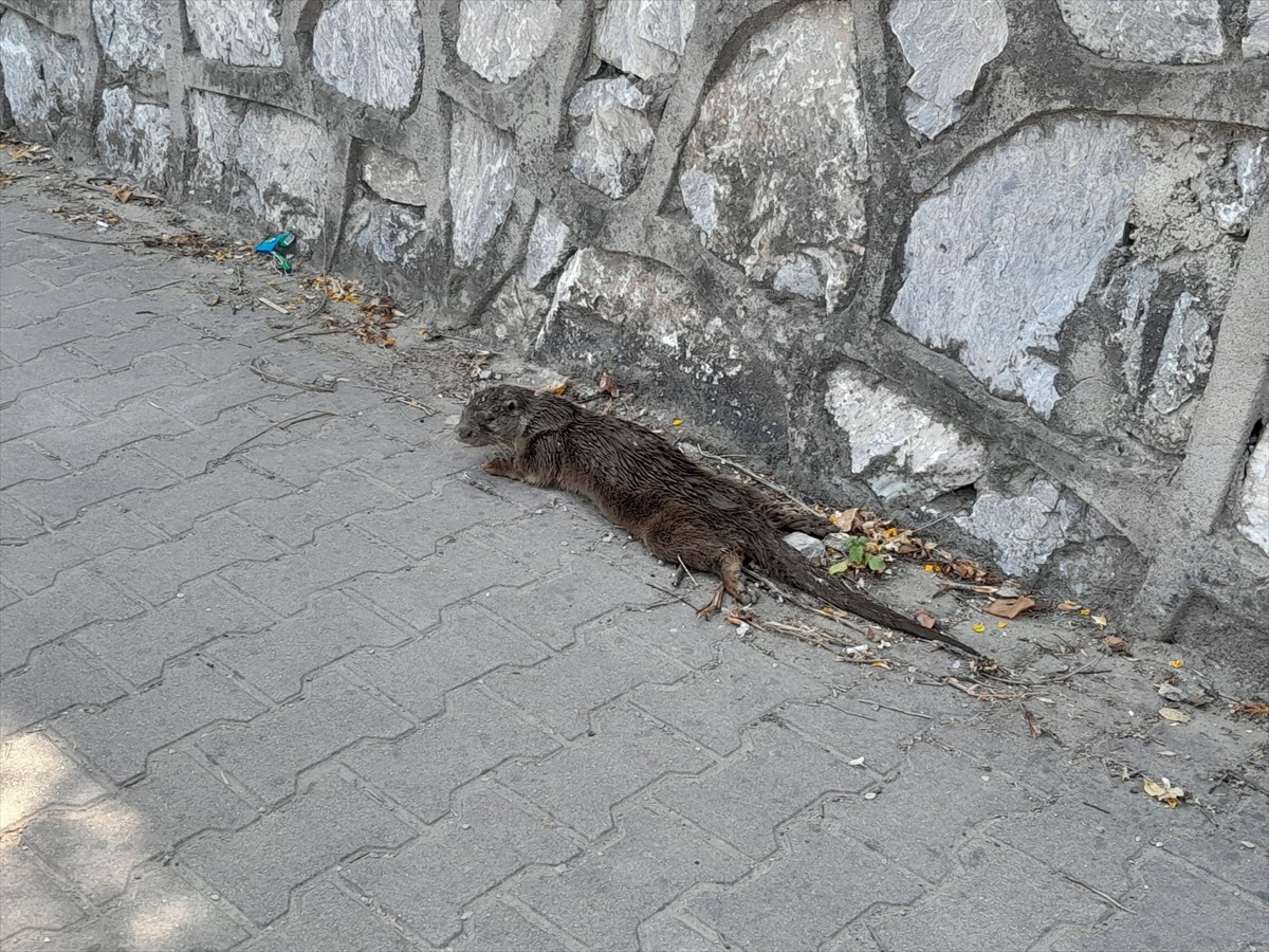 Yalova'nın Çınarcık ilçesinde yaralı halde bulunan nesli tehlike altındaki su samuru tedavi altına...