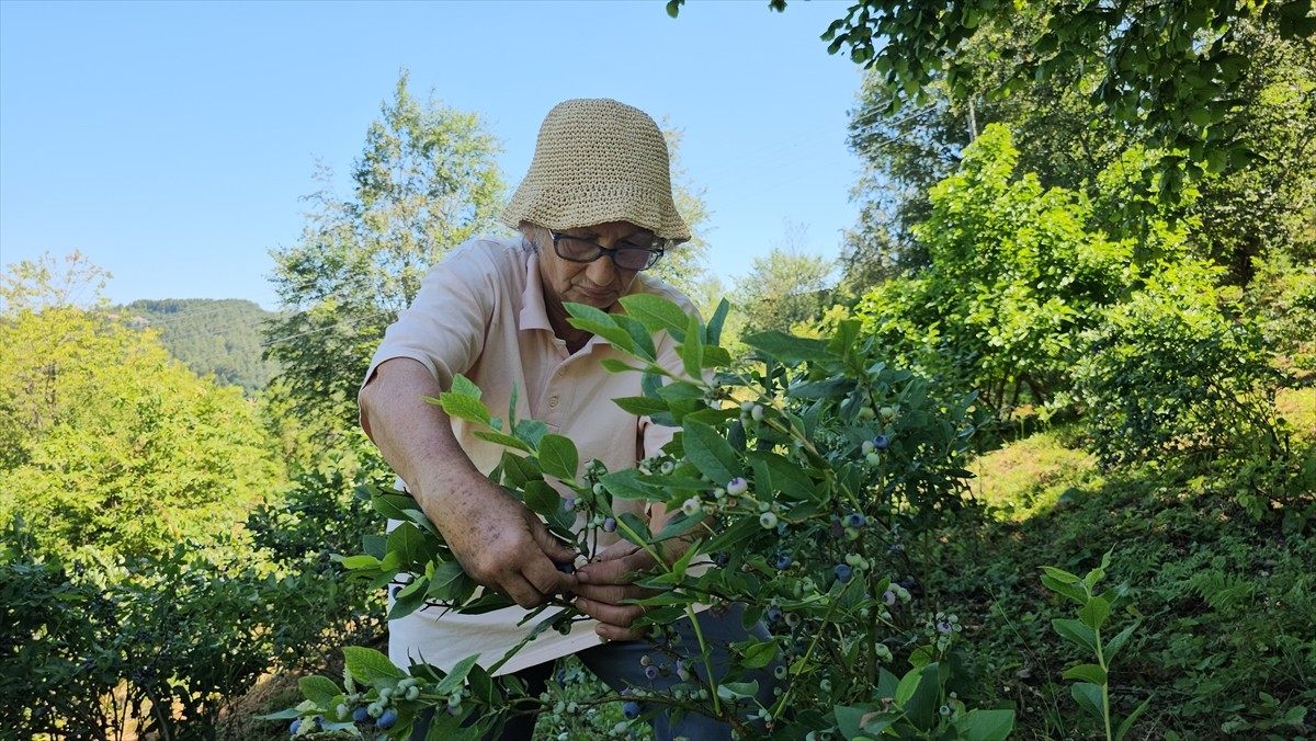 Zonguldak'ta uzun yıllar doktorluk yaptıktan sonra emekli olan ve kiraladığı arazide mavi yemiş...