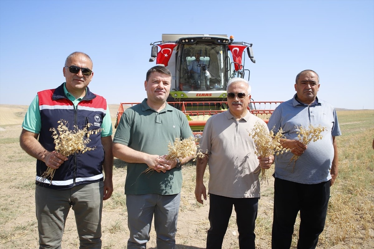 Aksaray'da 500 dönümlük alana ekilerek hasat edilen nohut, ihtiyaç sahiplerine dağıtılacak.