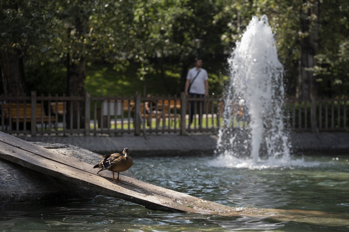 Ankara'nın Dikmen bölgesinde bir vatandaş tarafından yaralı halde bulunan yaban ördeği yavrusu...