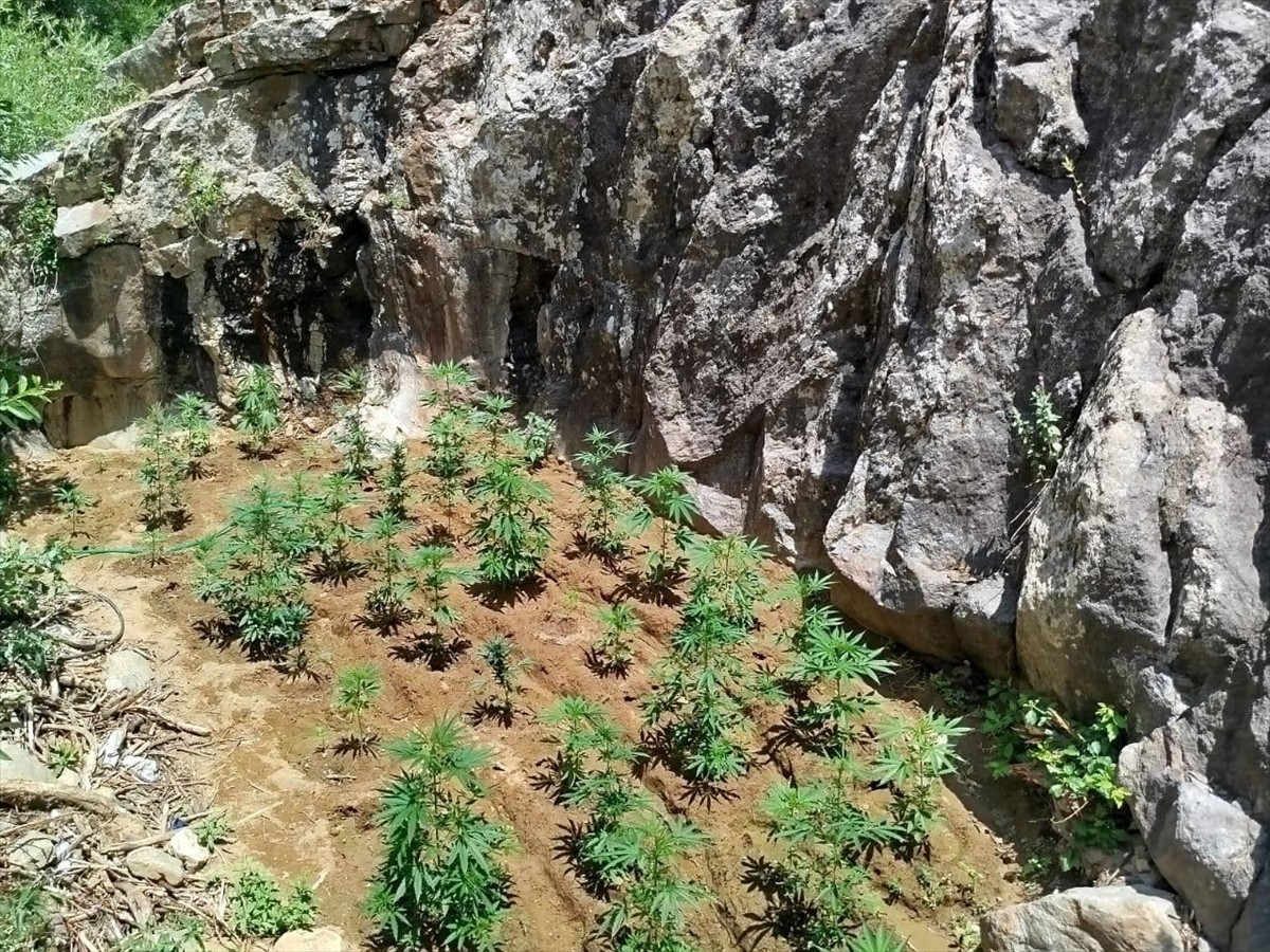 Bingöl'de düzenlenen uyuşturucu operasyonunda, 843 kök Hint keneviri ele geçirildi.