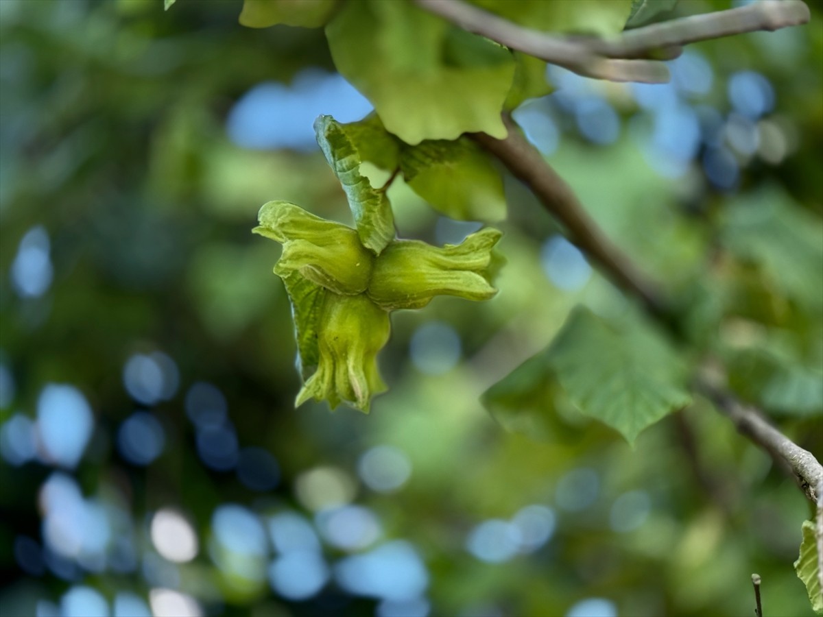 Düzce'den Avrupa Birliği (AB) ülkelerine yılın ilk 6 ayında 13 bin 461 ton iç fındık ihraç...