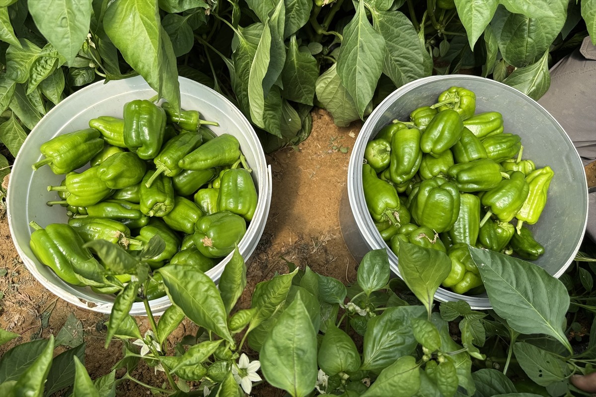 Elazığ'ın Keban ilçesinde ata tohumundan yetiştirilen ve geçen yıl tescillenen Keban biberinin...