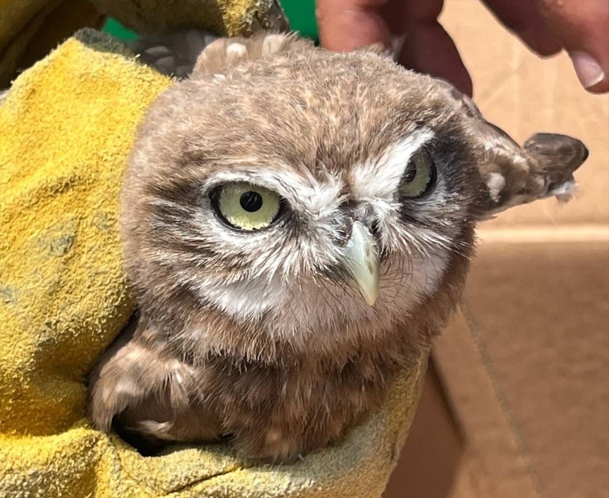 Erzincan’da yaralı bulunan baykuş yavrusu, tedavisinin ardından doğaya salınacak.  