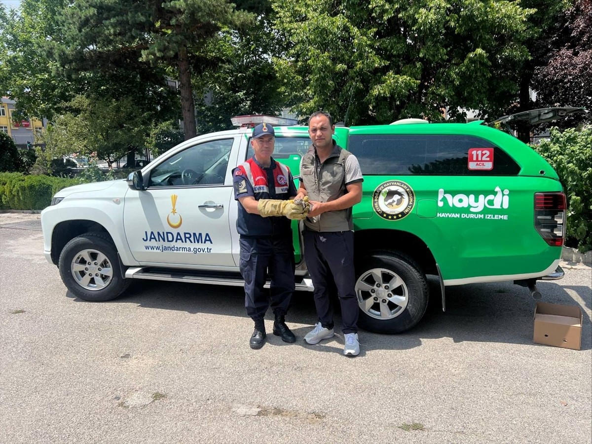 Erzincan’da yaralı bulunan baykuş yavrusu, tedavisinin ardından doğaya salınacak.  