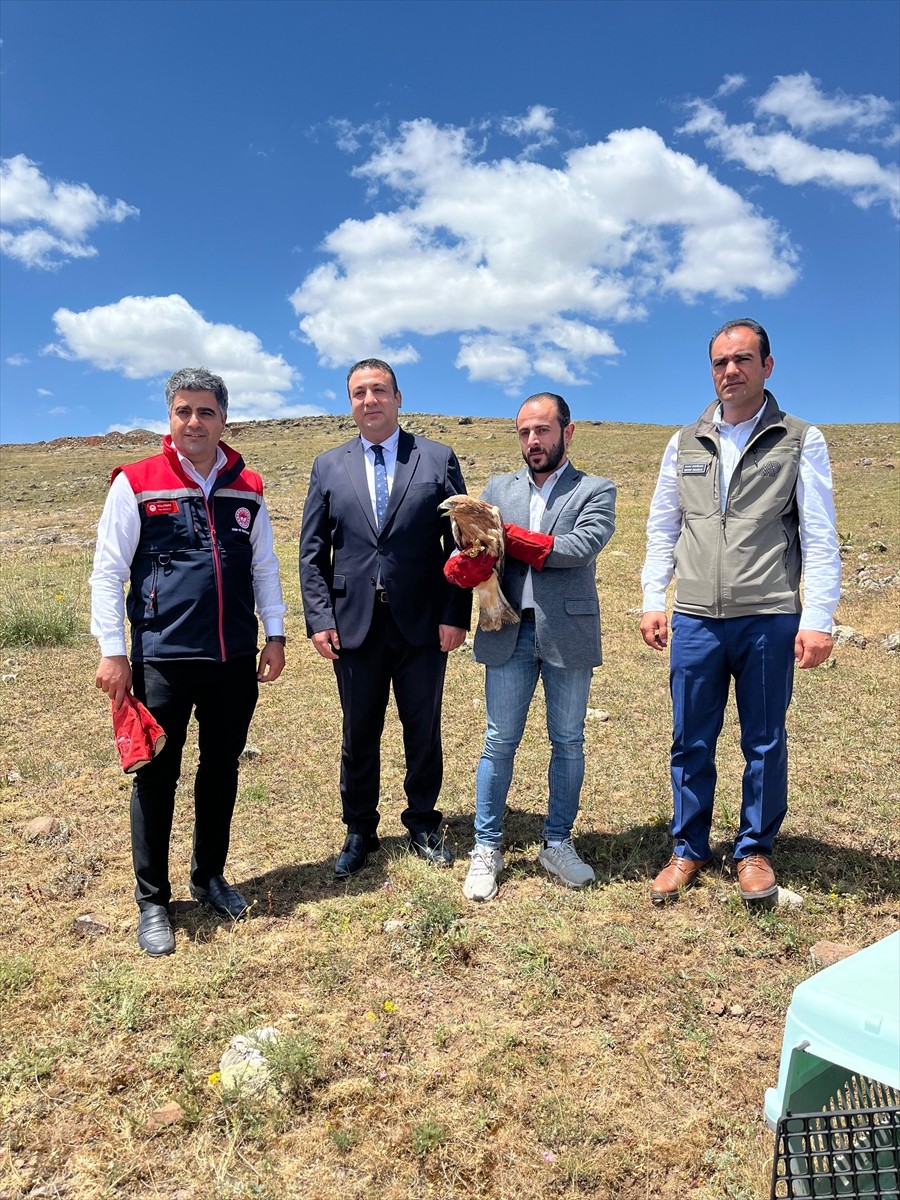 Erzurum'un Çat ilçesinde yaralı halde bulunan şahin, bakım ve tedavisinin ardından doğaya...