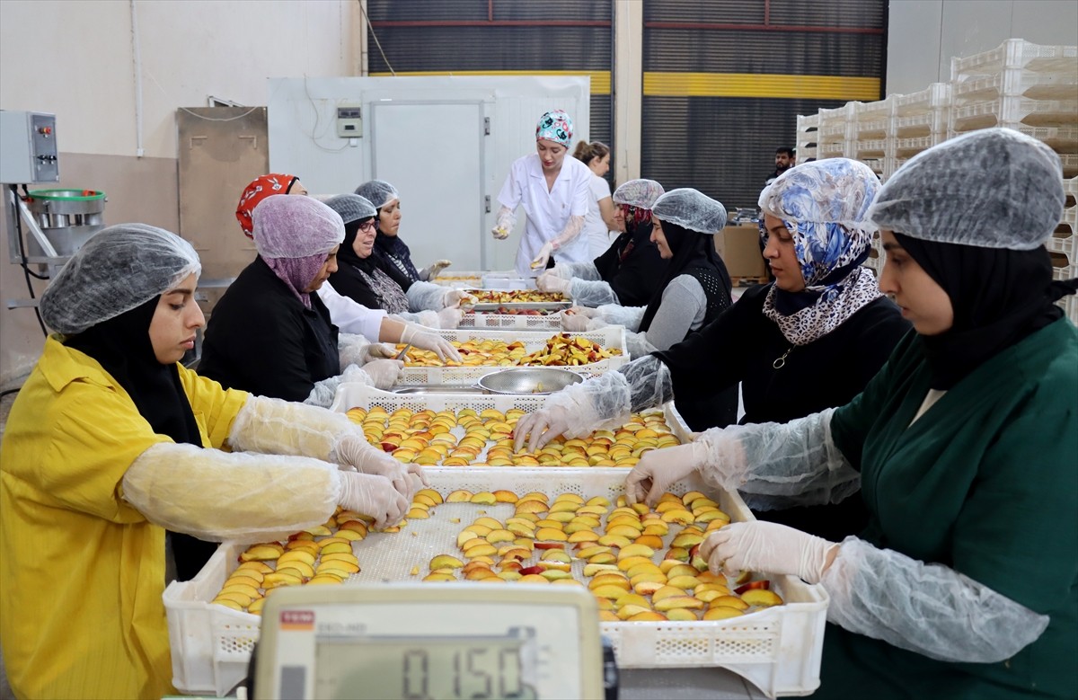 Hatay'da devlet desteğiyle modern hale getirdiği tesisinde meyve ve sebzeleri kurutan depremzede...