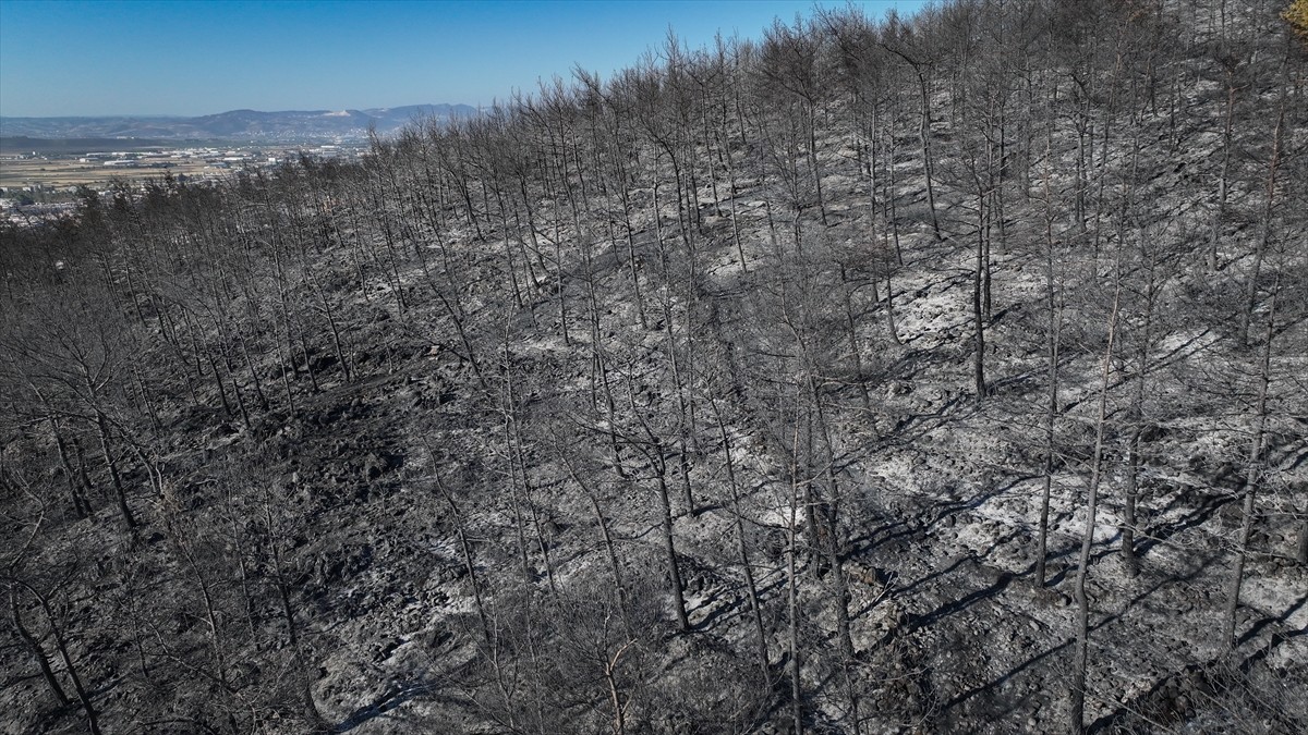 Hatay'ın merkez Antakya ilçesinde kısmen kontrol altına alınan orman yangınında zarar gören...
