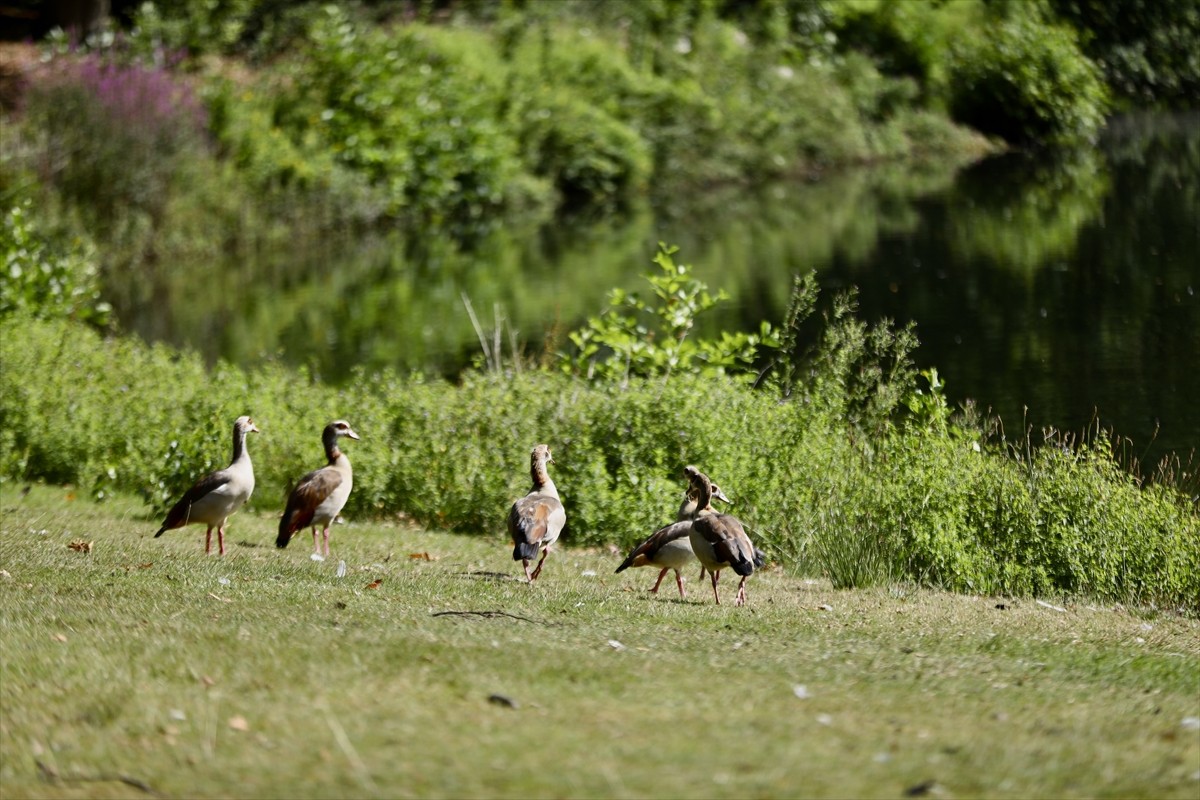 Hollanda'nın Arnhem kentinde bulunan ve 126 yıldır halka açık olan Park Sonsbeek, tarihi dokusu ve...