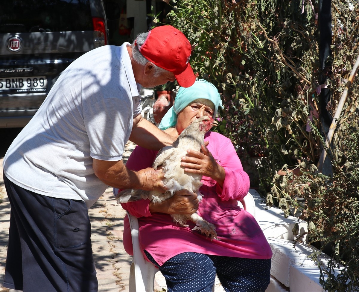 İzmir'in Seferihisar ilçesinde, evleri ve geçim kaynağı tavukları orman yangında alevlerin...