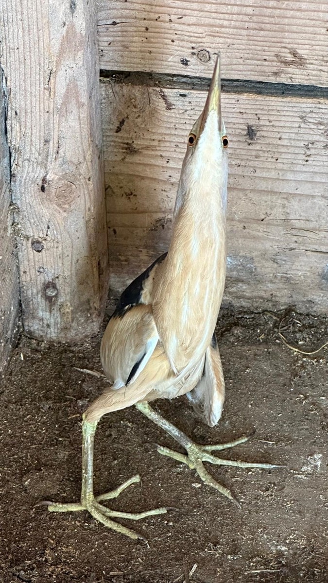 Karabük'ün Eflani ilçesinde nesli tehlike altında bulunan "Bayağı Balaban" kuşu yaralı halde...