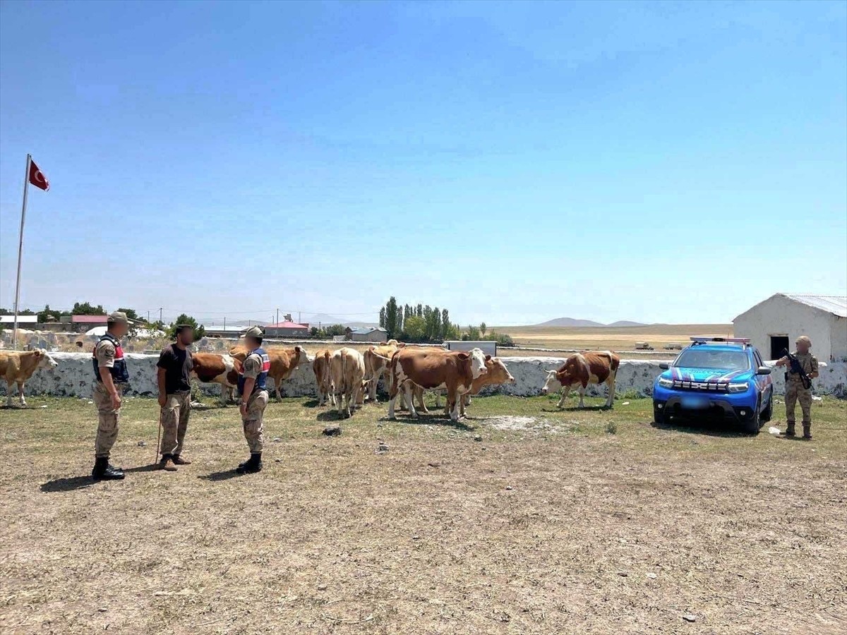 Kars'ta kaybolan 10 büyükbaş hayvan jandarma ekiplerinin çalışmasıyla bulundu.