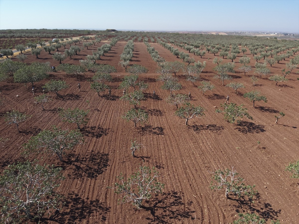 Kilis'te jandarma ekipleri, hasat zamanı yaklaşan Antep fıstığında hırsızlık olaylarının...