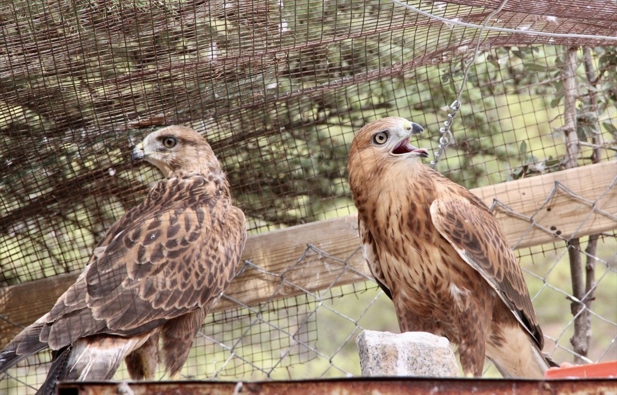 Kırşehir'de son 6 ayda yaralı halde bulunan, aralarında 15 kızıl şahinin de yer aldığı 25 kuş...