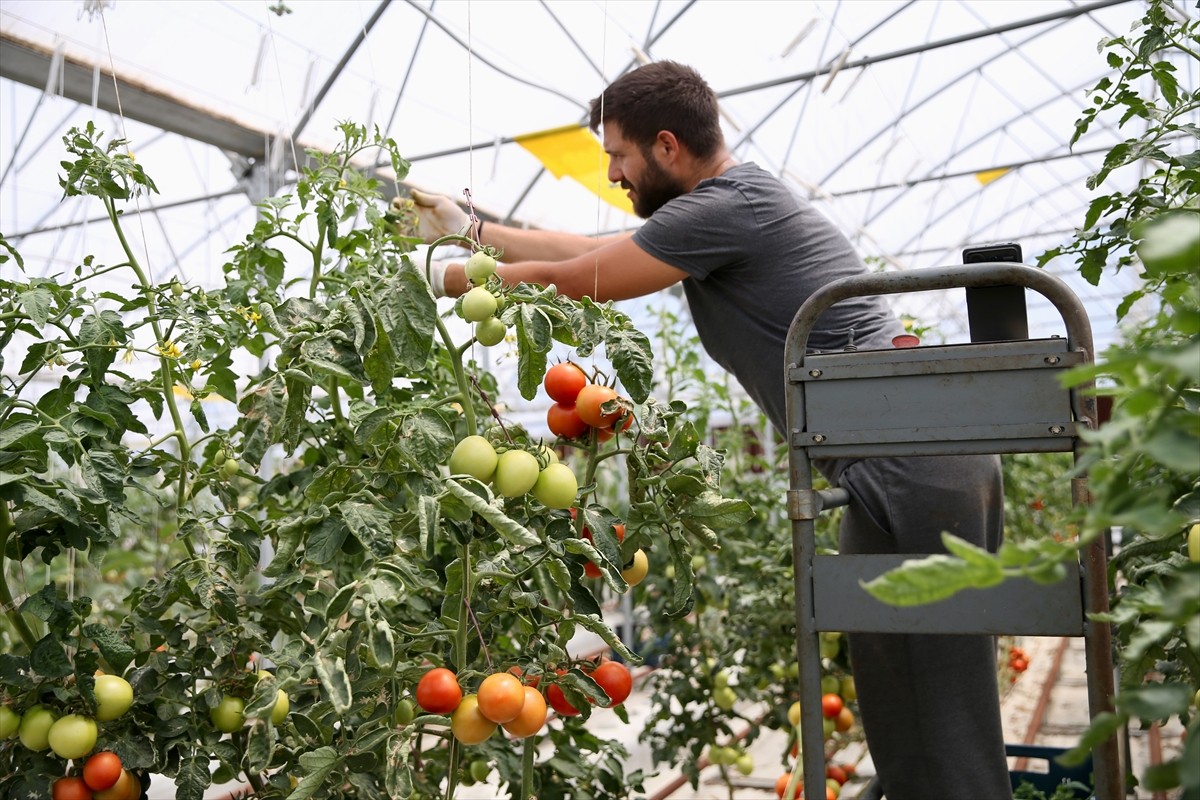 Kocaeli'nin Darıca ilçesinde volkanik cüruf kullanılarak topraksız tarım yapılan serada ekinler...