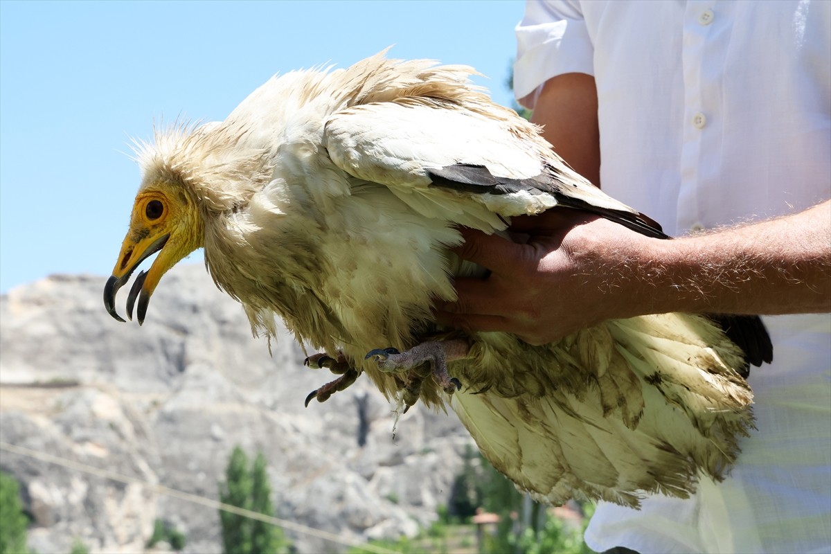 Malatya'nın Darende ilçesinde, yol kenarında bulunan ve nesli tükenme tehlikesi altındaki beyaz...