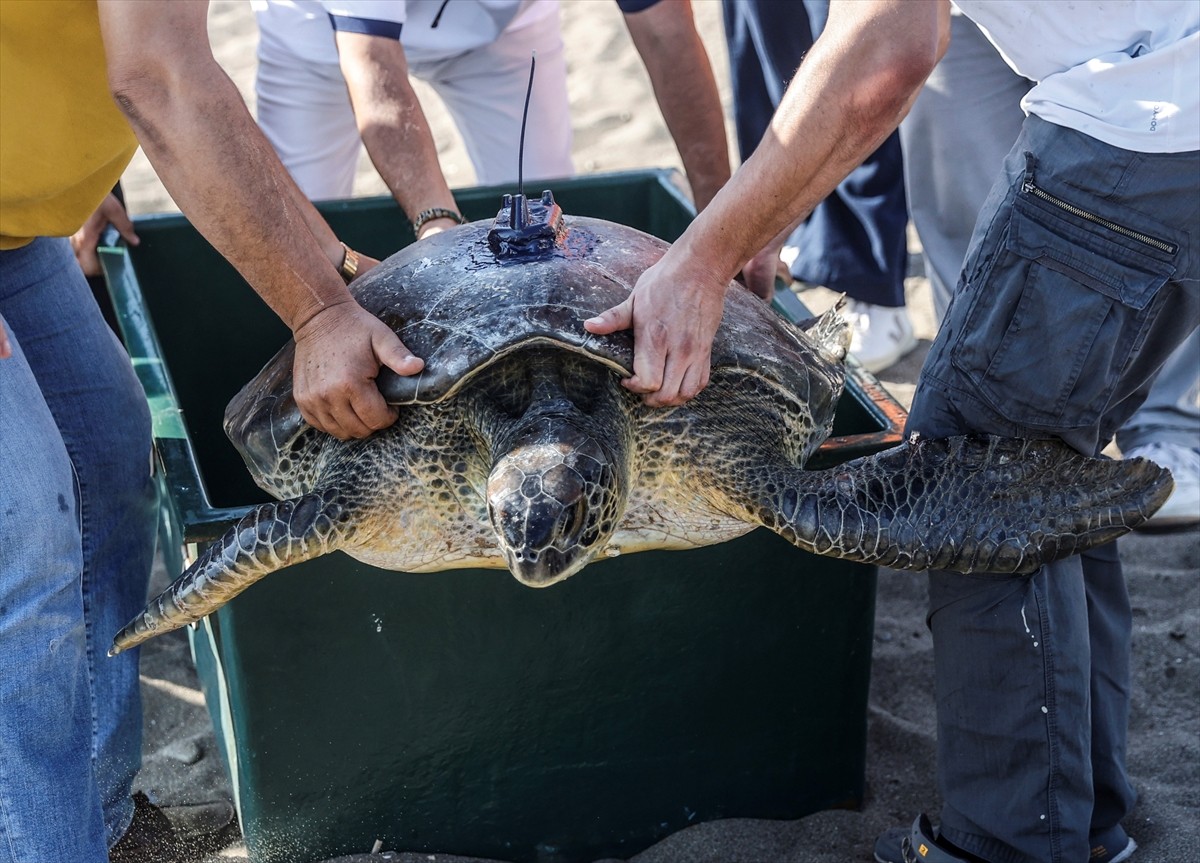 Mersin'de göç yolları ve kışlama alanlarının öğrenilmesi amacıyla başlatılan proje kapsamında uydu...