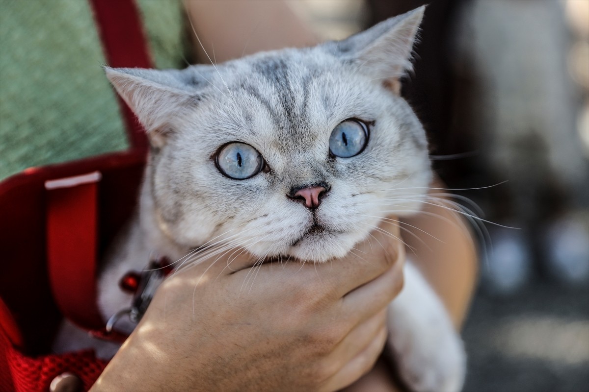 Mersin'de Mezitli Belediyesi tarafından düzenlenen Soli Güneş Festivali'nde Patili Dostlar...