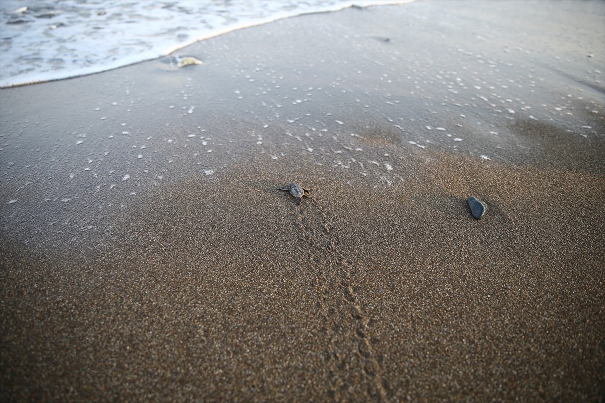 Mersin'in Mezitli ilçesinde yumurtalarından çıkan yeşil deniz kaplumbağası yavruları denizle...
