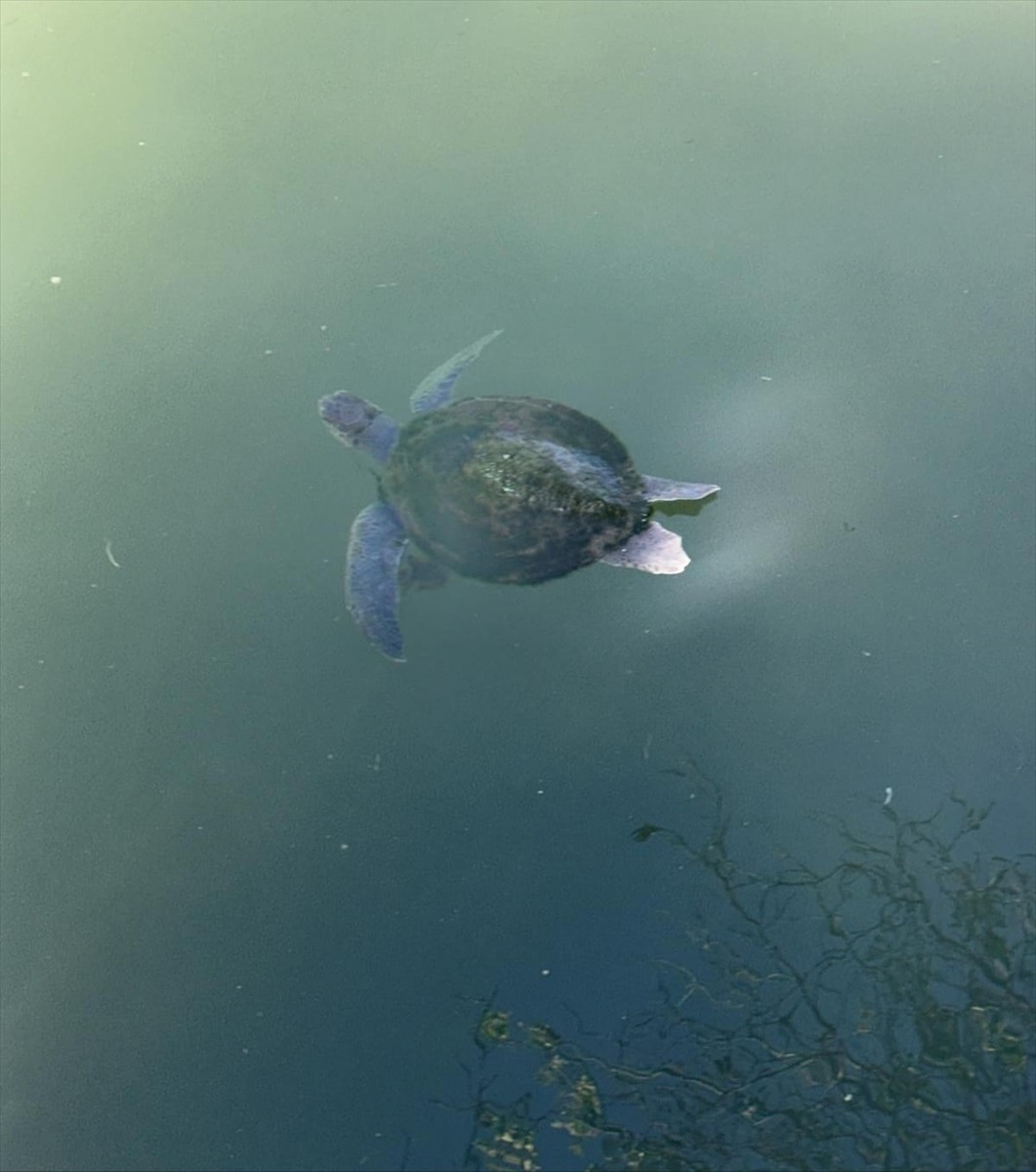 Muğla'nın Fethiye ilçesinde kanalda misinaya dolanan caretta cerattayı itfaiye ekibi kurtardı.