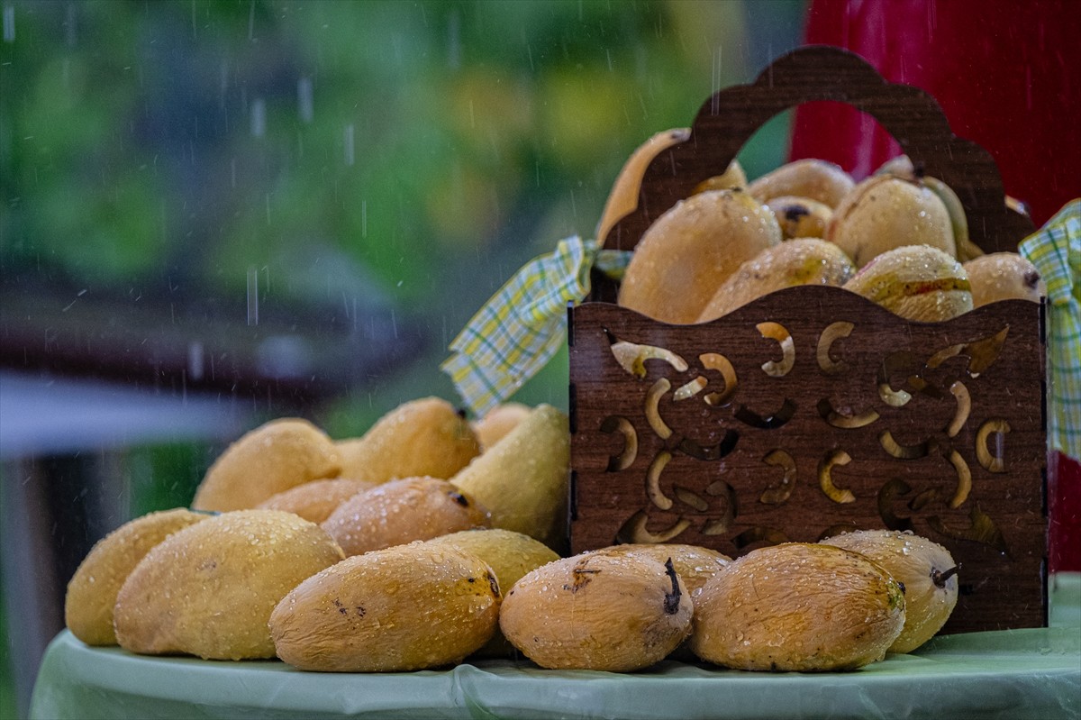 Pakistan'ın Ankara Büyükelçiliği'nin ev sahipliğinde "Mango Festivali" etkinliği yapıldı....