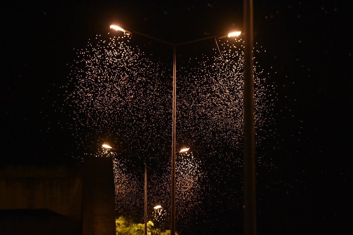 Sakarya Nehri'nden ergin hale gelerek çiftleşmek için çıkan birgün sinekleri "ölüm uçuşu"...