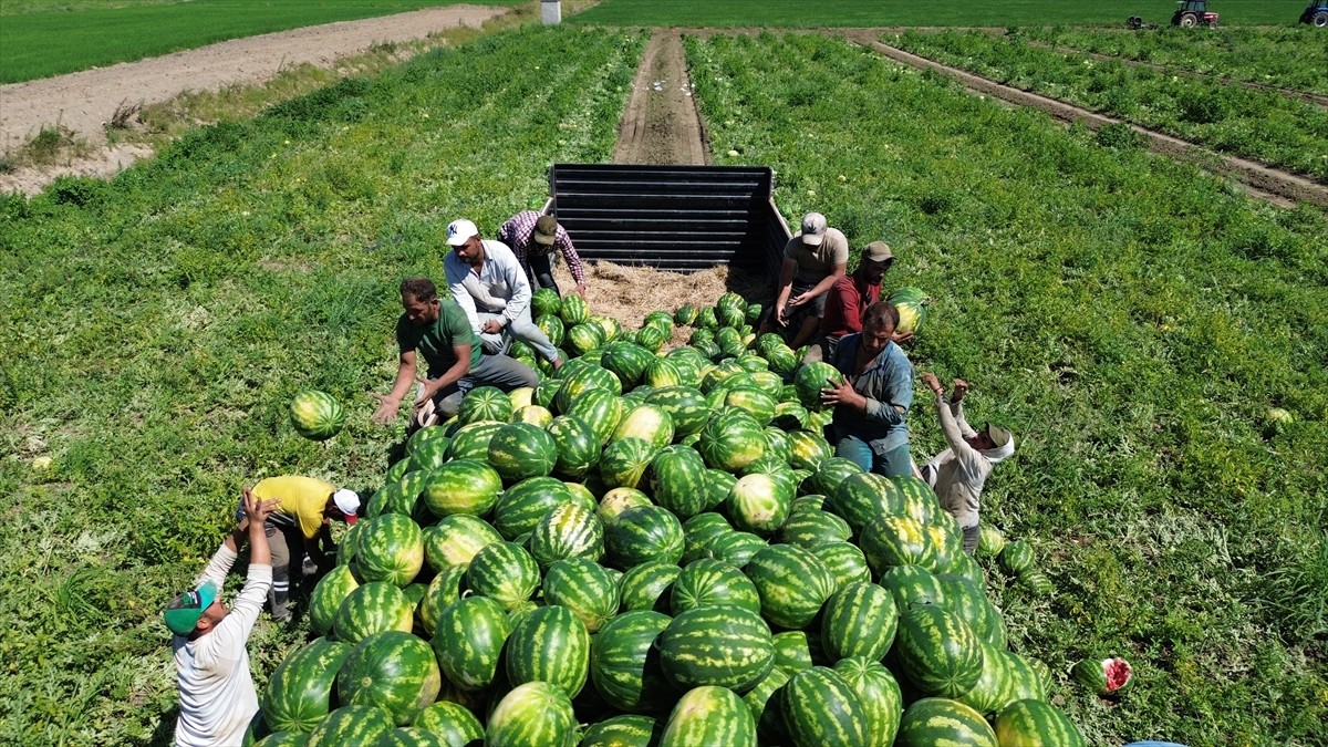 Samsun'da, Bafra Ovası'nda başlayan karpuz hasadı devam ediyor.