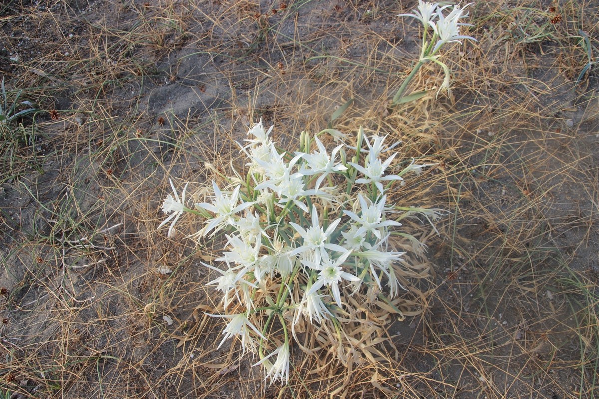 Samsun'un Alaçam ilçesindeki Geyikkoşan sahilinde açan kum zambakları, güzel görüntü...