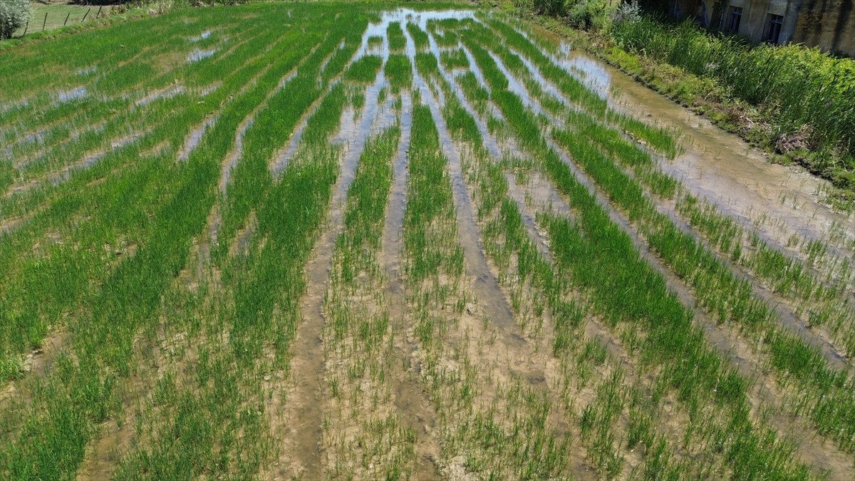 Samsun'un Bafra ilçesinde su kanallarından taşan su, ekili tarım arazilerinde zarara neden oldu....
